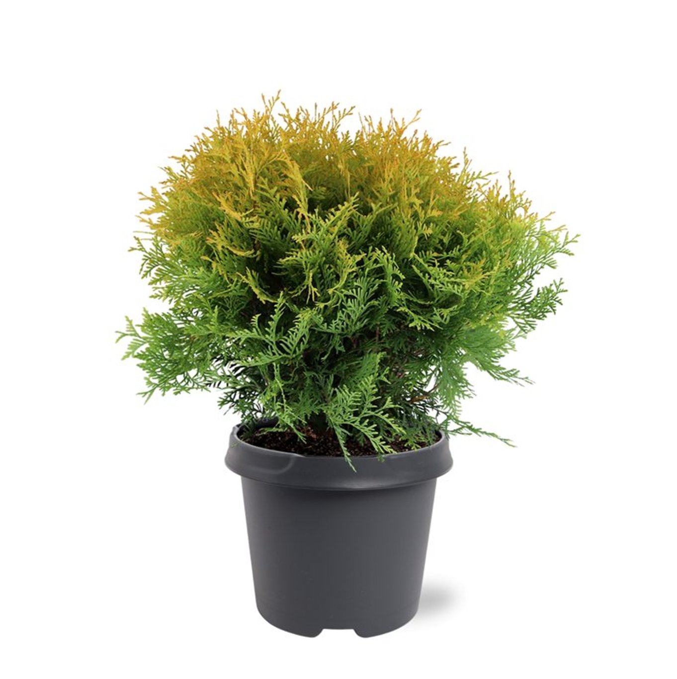 Thuja occ. 'Golden Globe' - C5 30-40 CM